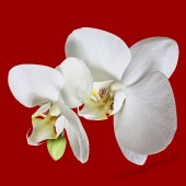 Faldekor&aacute;ci&oacute;, Falimatrica, Faltetov&aacute;l&aacute;s - 02.Fot&oacute; jellegű falimatric&aacute;k - Orchidea Falimatrica 1510