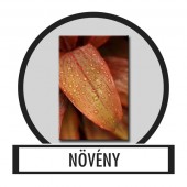 V&aacute;szonk&eacute;p, Falik&eacute;p - Lev&eacute;l, N&ouml;v&eacute;ny