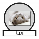 V&aacute;szonk&eacute;p, Falik&eacute;p - &Aacute;llat