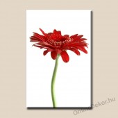 V&aacute;szonk&eacute;p, Falik&eacute;p - Vir&aacute;g - Gerbera 942